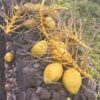 Lion's Mane Cacao Elixir - Image 3
